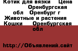 Котик для вязки. › Цена ­ 1 000 - Оренбургская обл., Оренбург г. Животные и растения » Кошки   . Оренбургская обл.